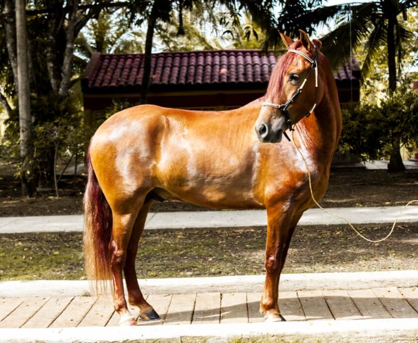 caballo_colombiano_2